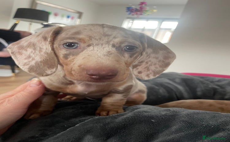 Miniature Dachshund dogs - Advert 16