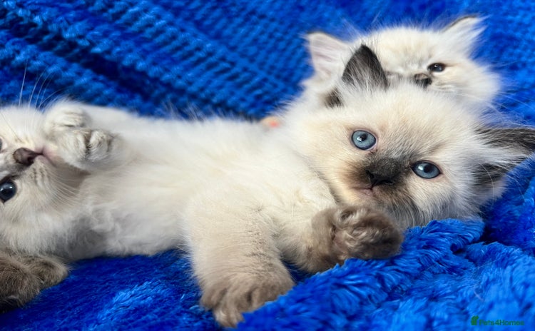 Siberian cats - Advert 3