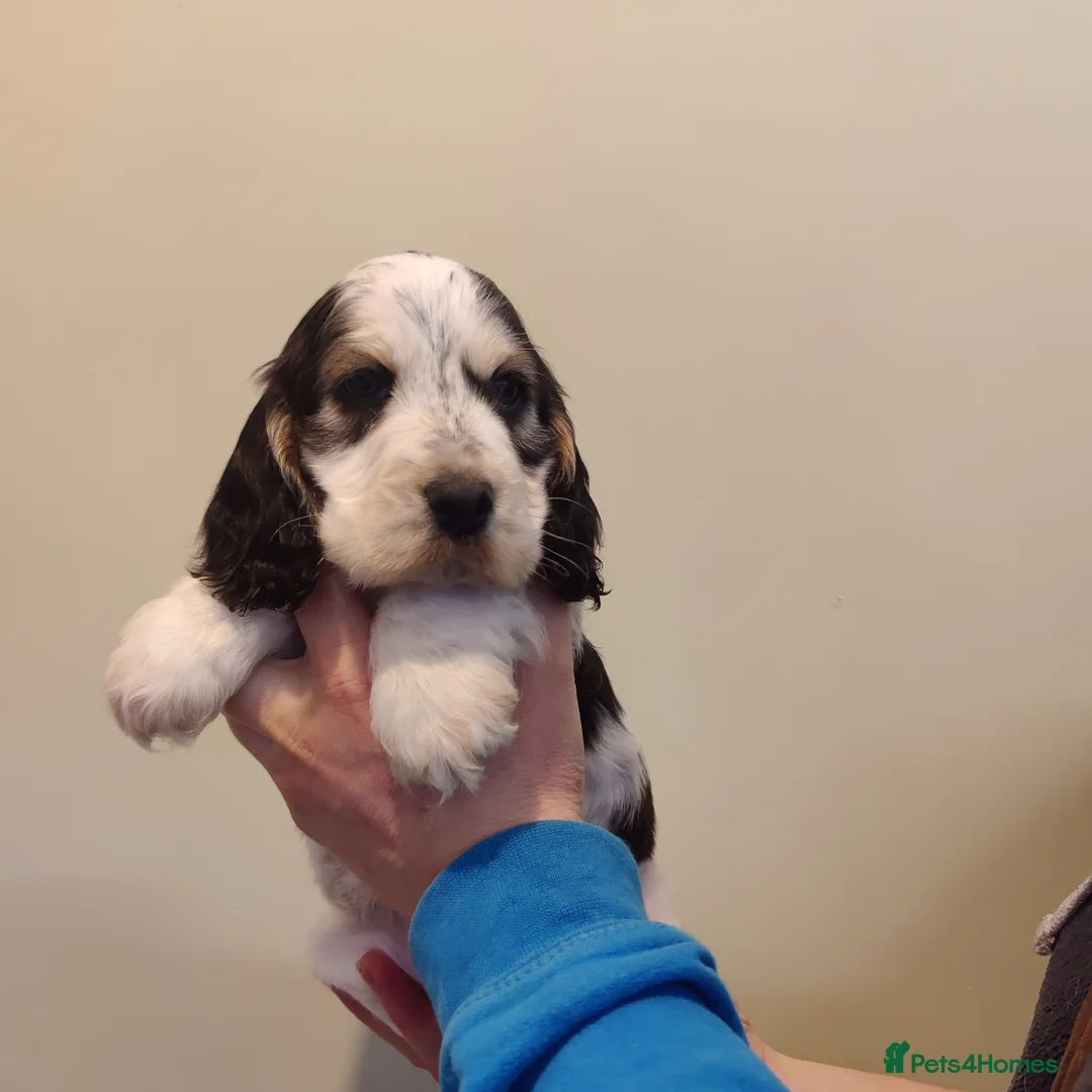 Cocker Spaniel dogs for sale: KC Registered Show Type Cocker Spaniels  - Advert 31