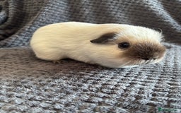 Guinea Pig rodents for sale: Male Californian guinea pig - Image 9