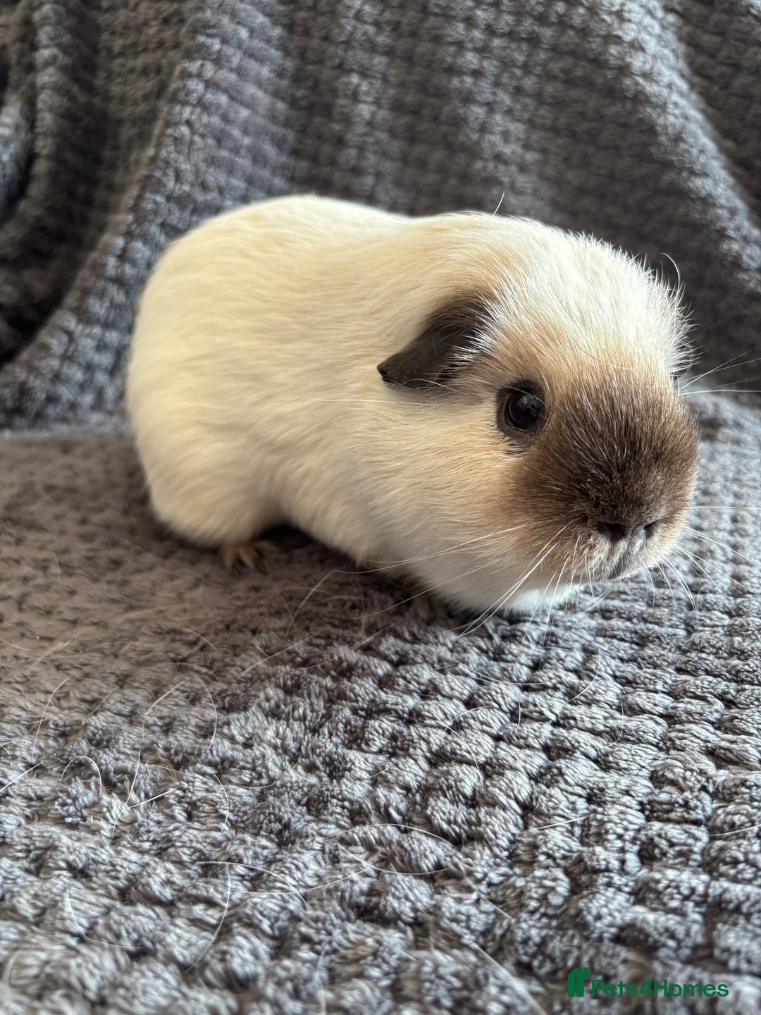 Guinea Pig rodents for sale: Male Californian guinea pig - Image 9