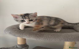 Scottish Fold cats for sale: Scottish fold kittens  - Image 3