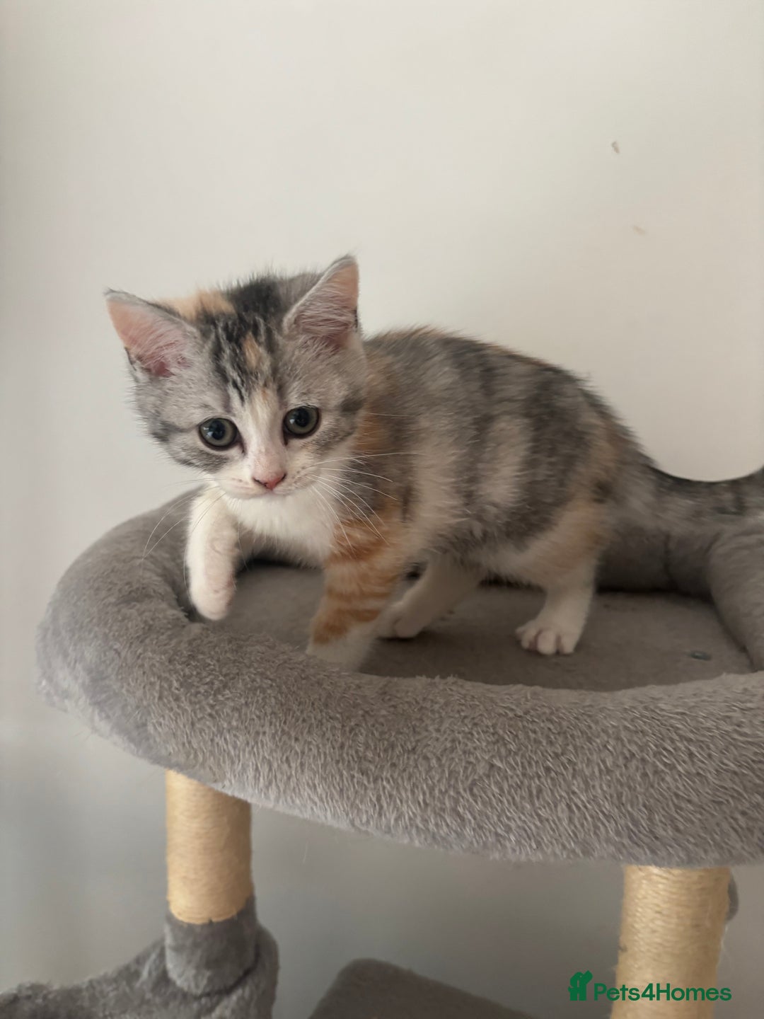 Scottish Fold cats for sale: Scottish fold kittens  - Image 3