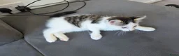 Mixed Breed cats for sale: 1 male kitten - Advert 5