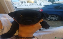 Staffordshire Bull Terrier dogs for sale:  KC Staffordshire Bull terriers - Image 21