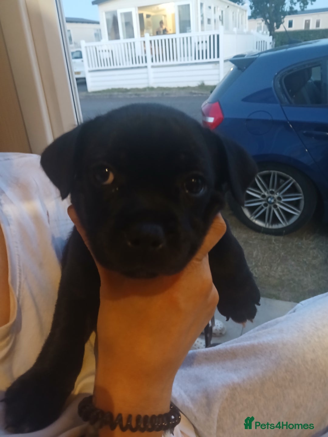 Staffordshire Bull Terrier dogs for sale:  KC Staffordshire Bull terriers - Image 21