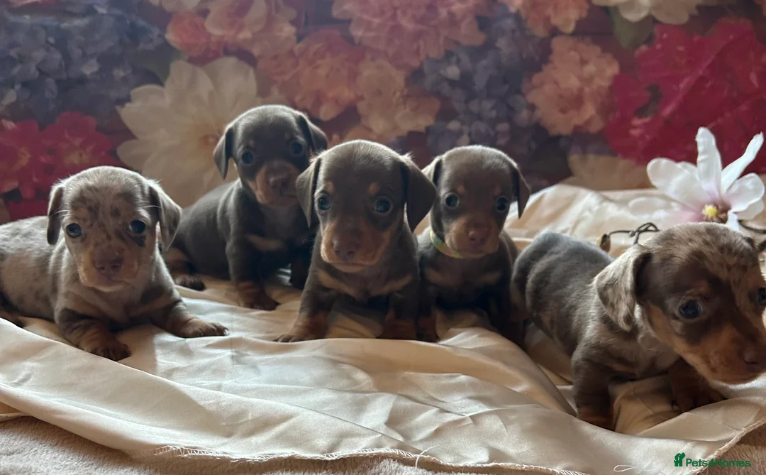 Miniature Dachshund dogs for sale: Miniature dachshund puppies 🐶  - Advert 1