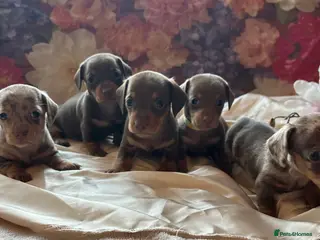 Miniature Dachshund dogs Miniature dachshund puppies 🐶 - Advert 14
