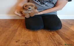 Labradoodle dogs for sale: Labradoodle puppies  - Image 6