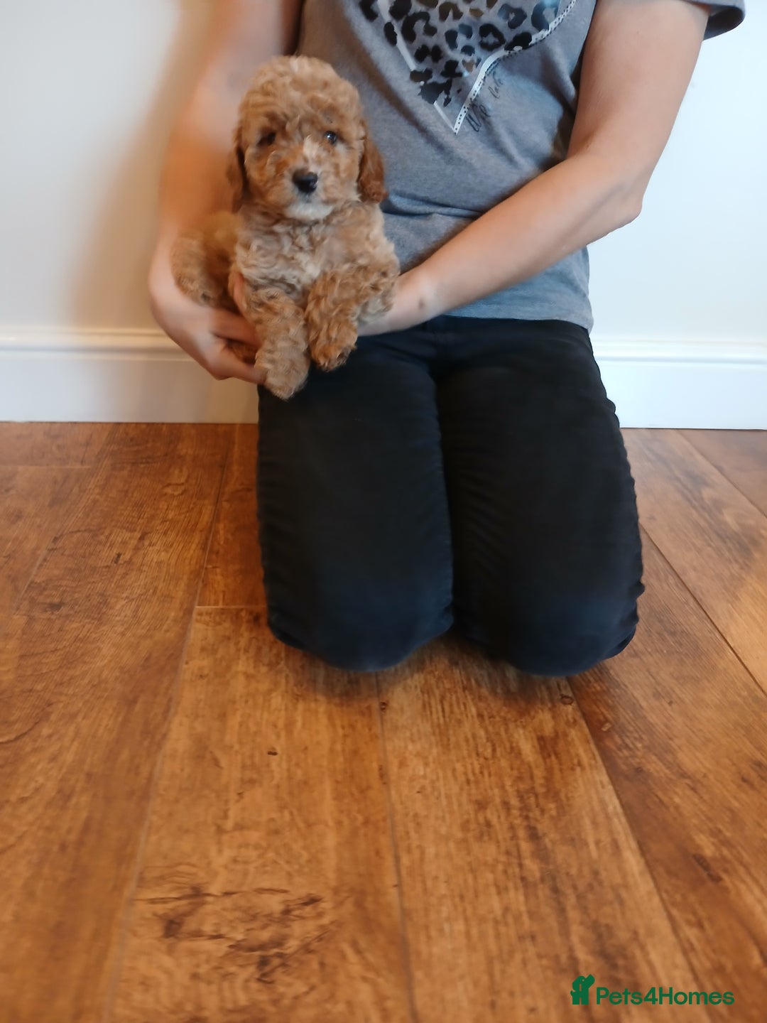 Labradoodle dogs for sale: Labradoodle puppies  - Image 6