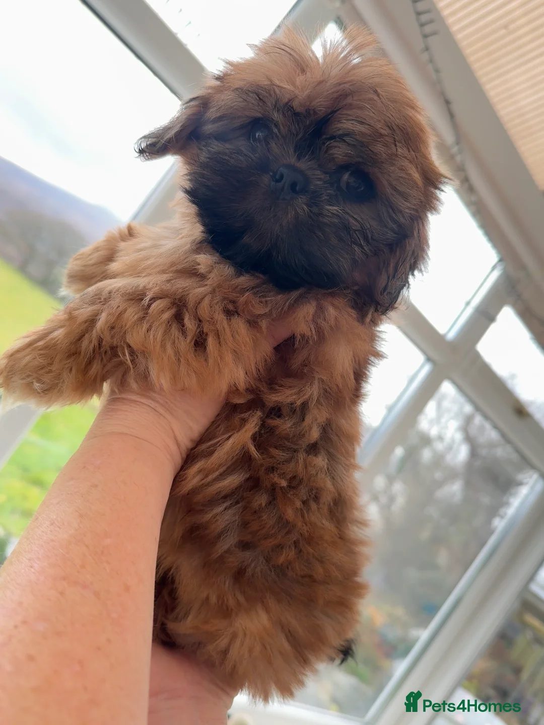 Shih Tzu dogs for sale: kc reg male Shih-Tzu - Advert 5