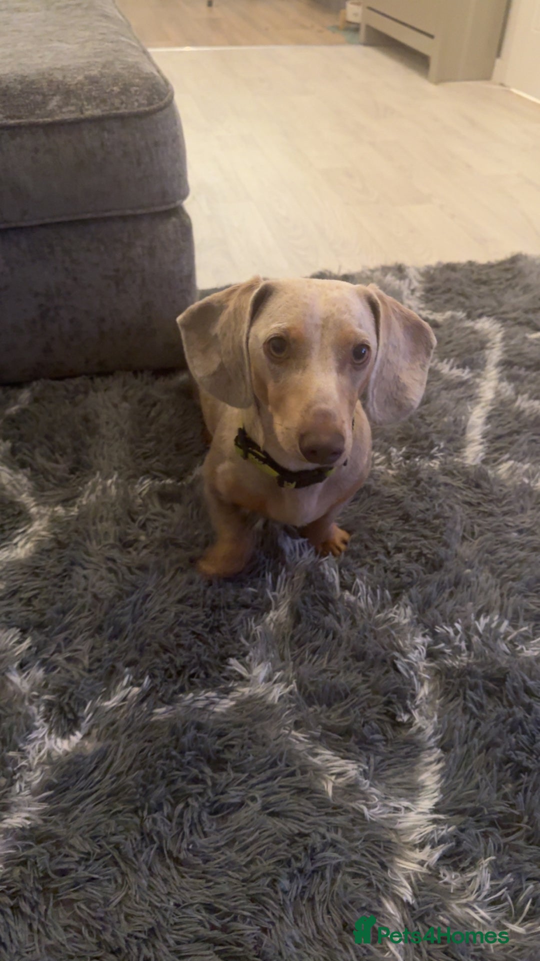 Miniature Dachshund dogs for sale: KC Miniature dachshund  - Image 2
