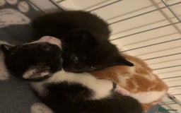 Mixed Breed cats for sale: Black mixed breed kitten  - Advert 5