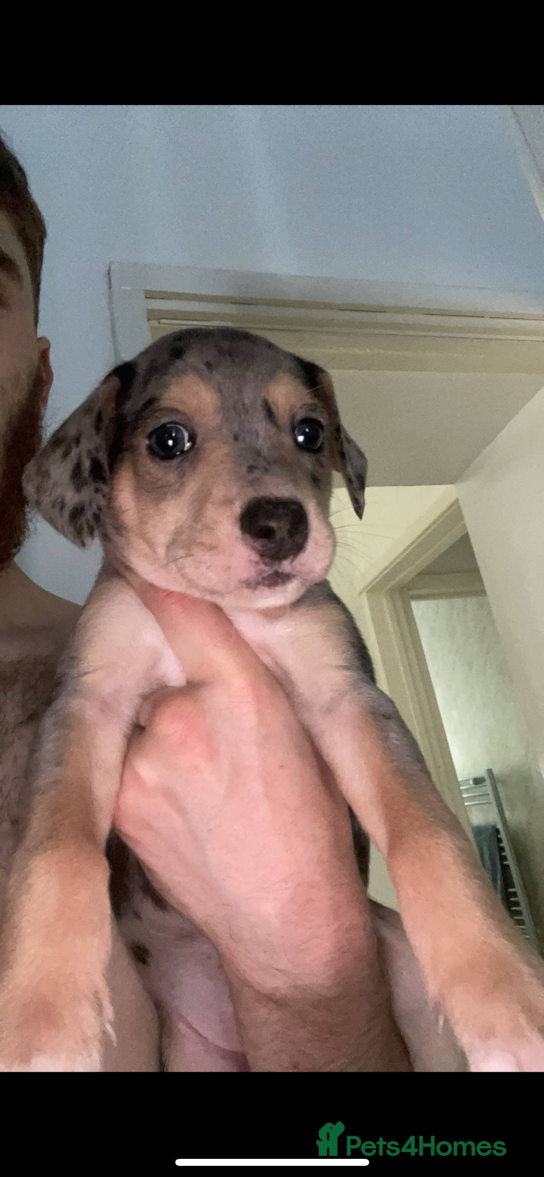 Mixed Breed dogs for sale: Mixed breed puppies READY TO GO! - Image 22