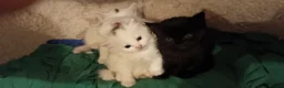 British Shorthair cats for sale: 4 super cute fluffy kittens  - Advert 19