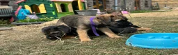Border Terrier dogs for sale: Beautiful Border Terrier Pups - Advert 5