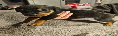 Rottweiler 6