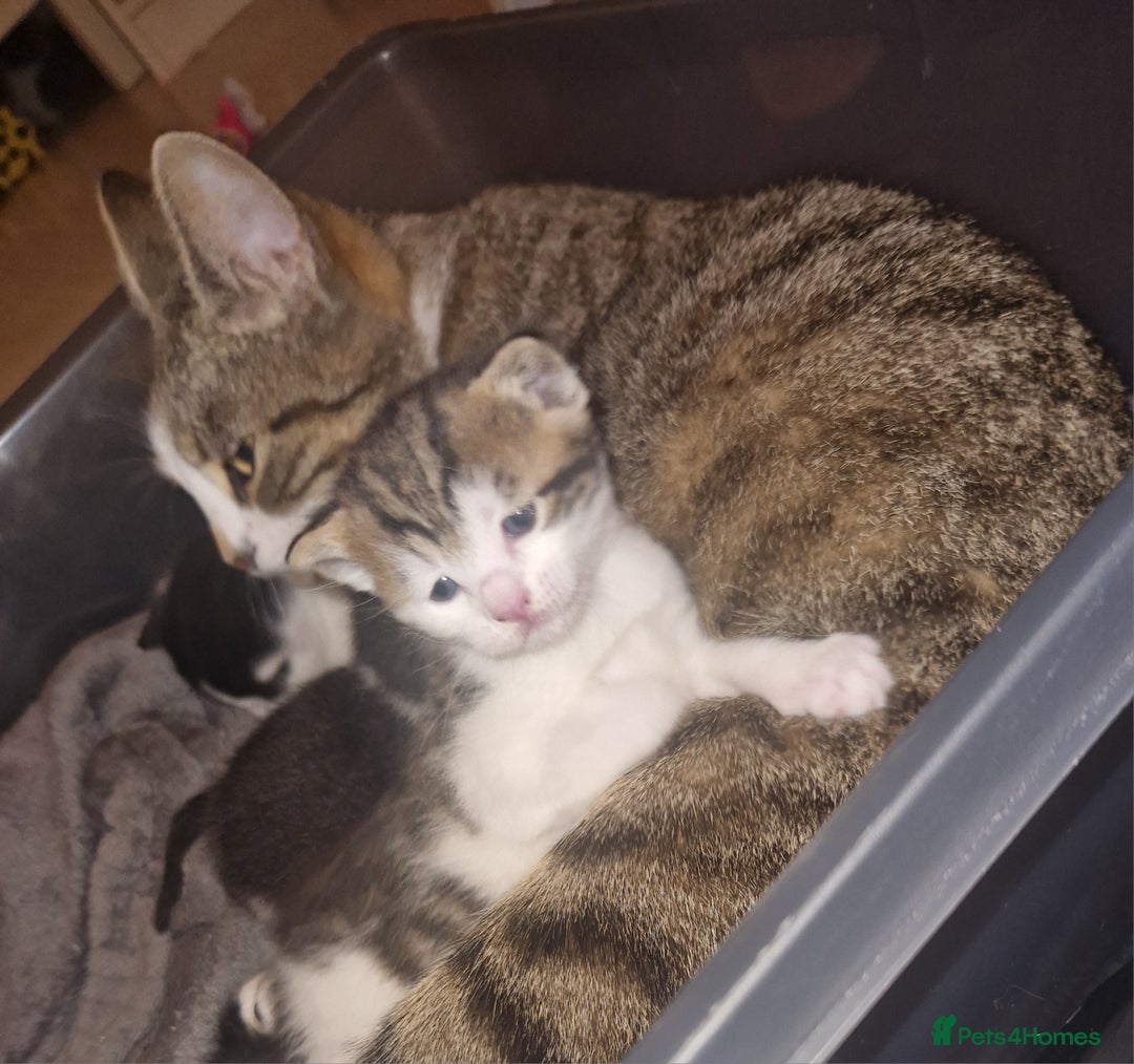 British Shorthair cats for sale: Two females  - Image 4