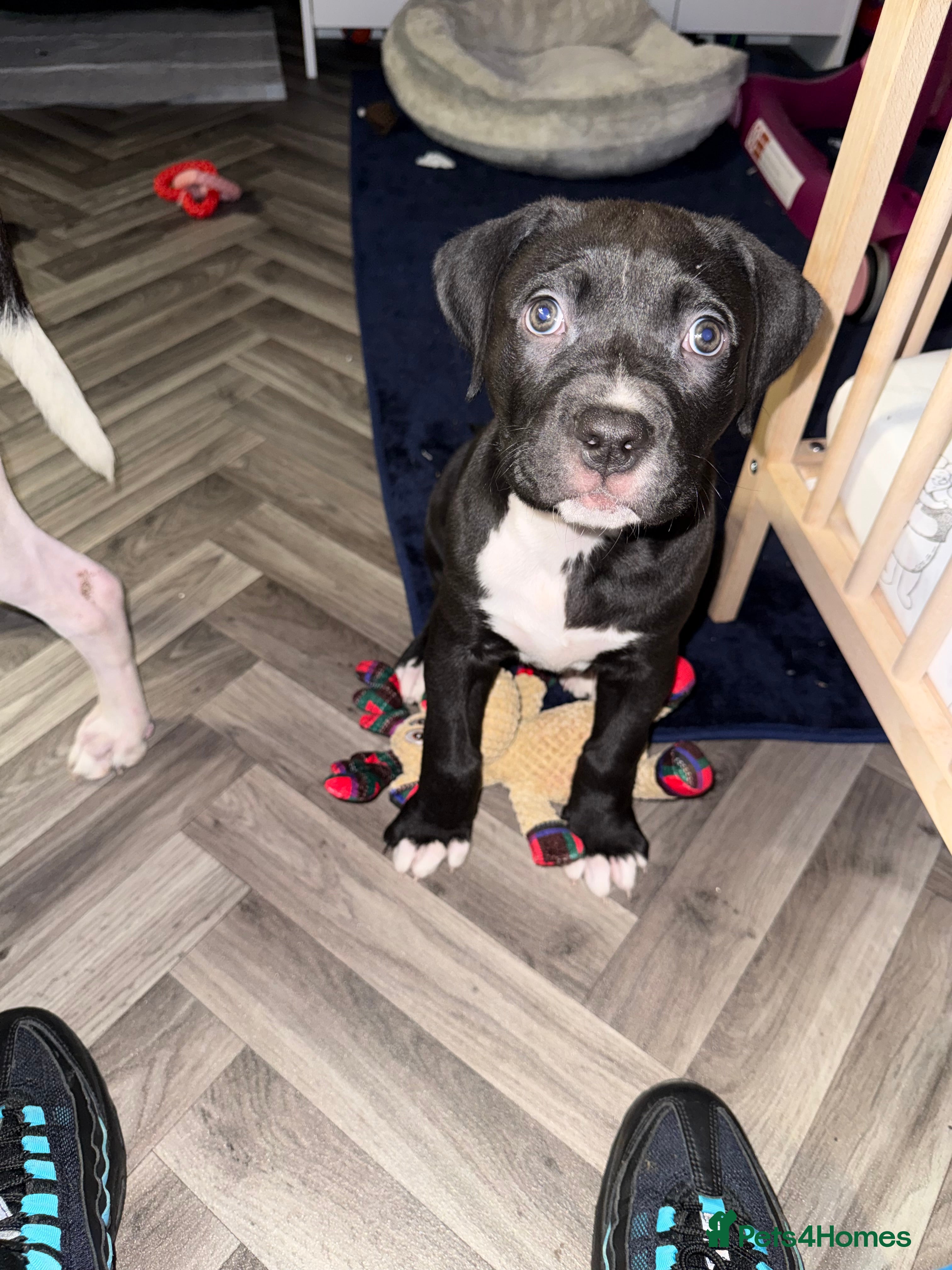 Staffordshire Bull Terrier dogs Female Staffy for rehoming - Advert 1