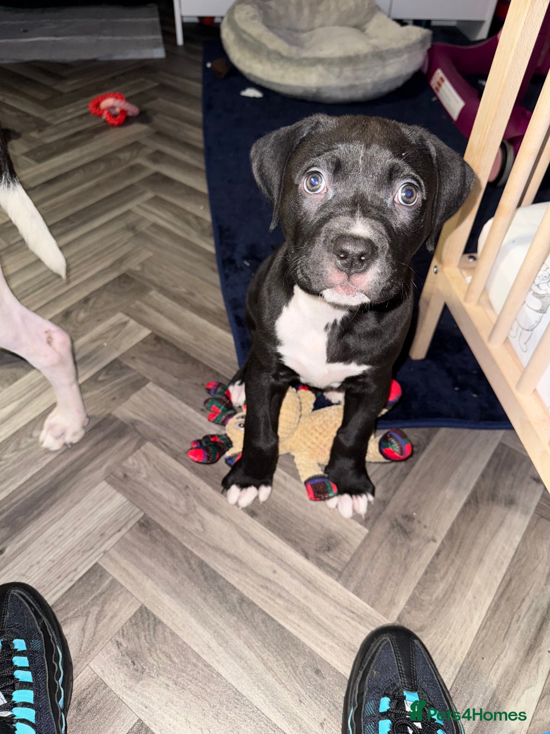Staffordshire Bull Terrier dogs for sale: Female Staffy for rehoming - Advert 1