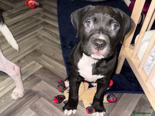 Staffordshire Bull Terrier dogs Female Staffy for rehoming - Advert 1