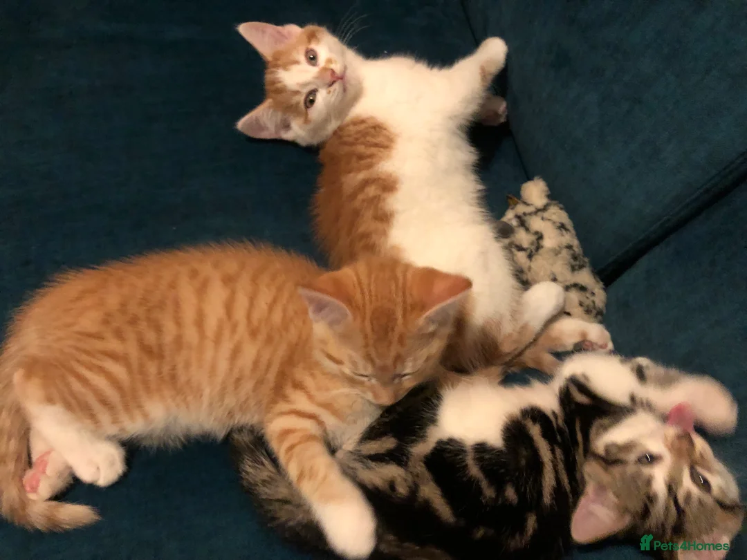 Mixed Breed cats for sale: 3 darling kittens looking for new homes - Advert 14