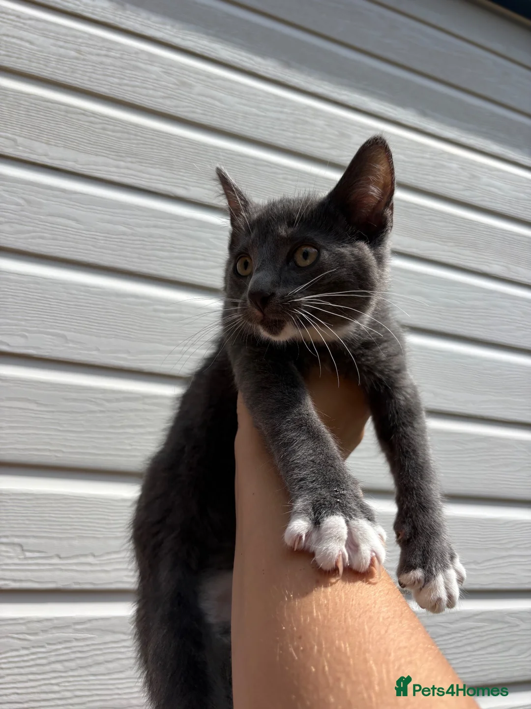 Mixed Breed cats for sale: Beautiful boy kitten  - Advert 2