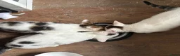 Mixed Breed cats for sale:     ✨ Adorable Kittens – 2 Boys & 1 Girl ✨ in Manchester - Advert 6