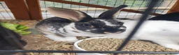 Mixed Breed rabbits for sale: 3 litters of mixed rabbits - Advert 10