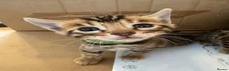 Bengal cats for sale: Stunning Bengal kittens - Advert 21
