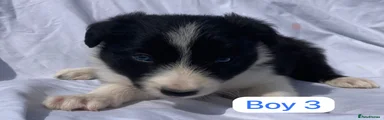 Border Collie 3