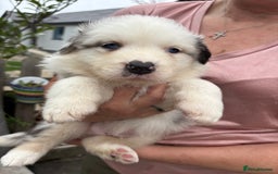 Australian Shepherd dogs for sale: Beautiful pedigree Australian shepherd puppies  - Image 1
