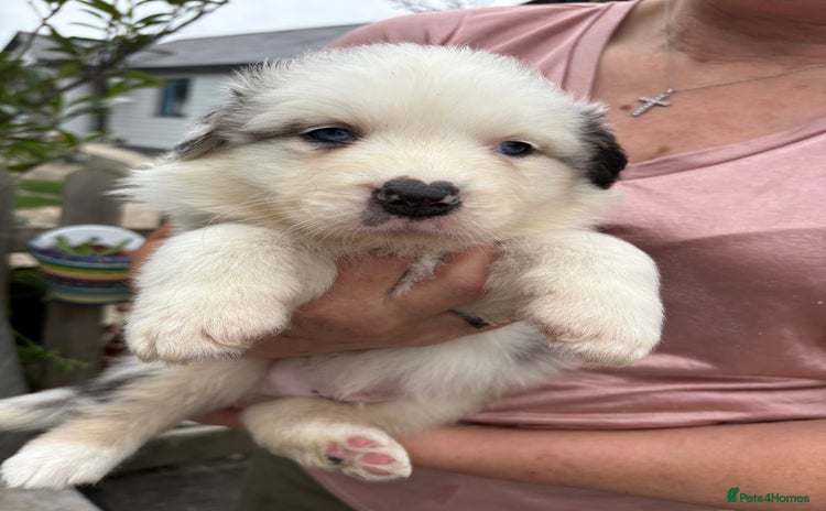 Australian Shepherd dogs - Advert 1