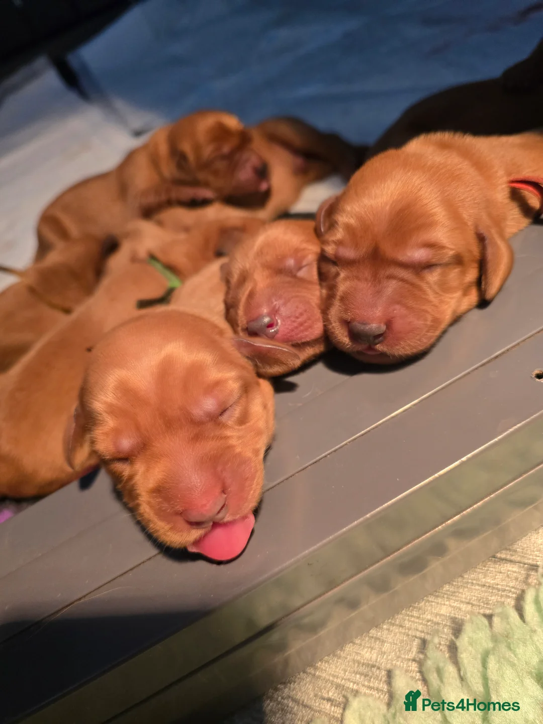 Labrador Retriever dogs for sale: Boy Fox Red Labrador Puppies in Barnsley - Advert 2