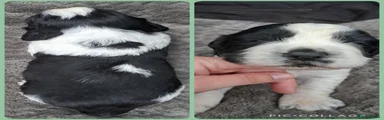 English Springer Spaniel Puppy 1