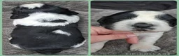 English Springer Spaniel dogs for sale: KC Show Line ESS puppies (1 B&W Boy Available) - Advert 7