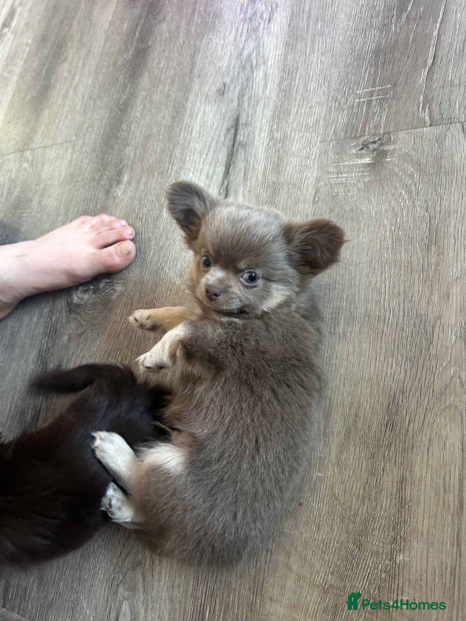 Chihuahua dogs READY NOW - Long coat chihuahua puppies - Advert 1