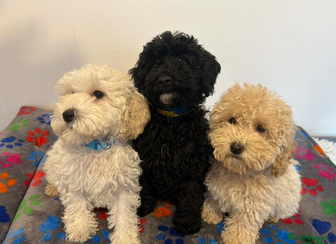 Cavapoo dogs for sale: 🐾 Beautiful F1B Cavapoo Puppies — Ready Now 🐾 - Image 5