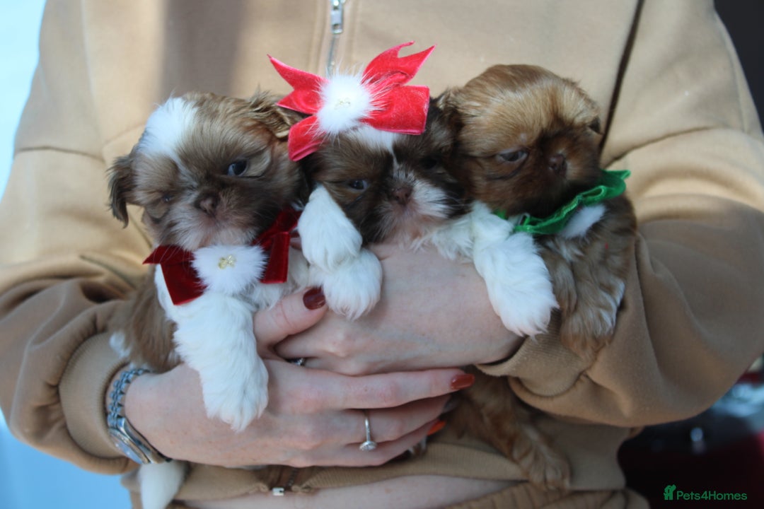 Shih Tzu dogs for sale: Only 1 Doll face shih tzu parti colour puppy’s  - Advert 8