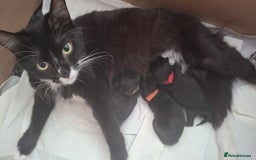 Mixed Breed cats for sale: 3 Cute black kittens (for free) - Image 4