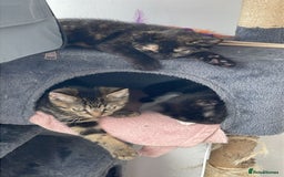 American Shorthair cats for sale: Kittens for sale  - Image 7