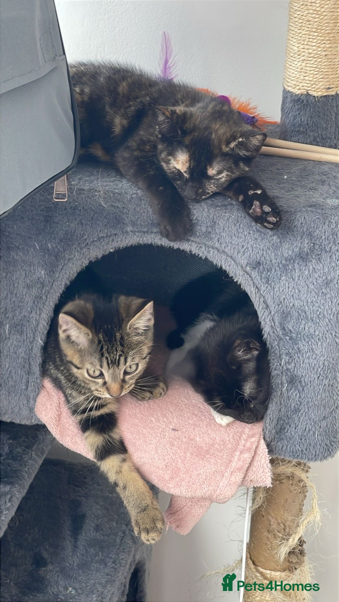 American Shorthair cats for sale: Kittens for sale  - Image 7