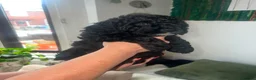 Cockapoo dogs for sale: Real life Teddy Bear F1B male cockapoo miniature - Advert 5
