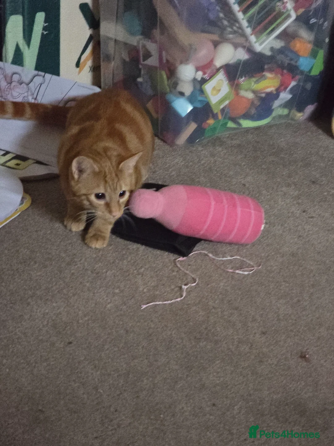 Mixed Breed cats for sale: Very loving male cat, named Terry  in Stockton-on-Tees - Advert 3