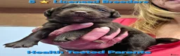 Cockerdor dogs for sale: Gorgeous Cockerdor Puppies  - Advert 1