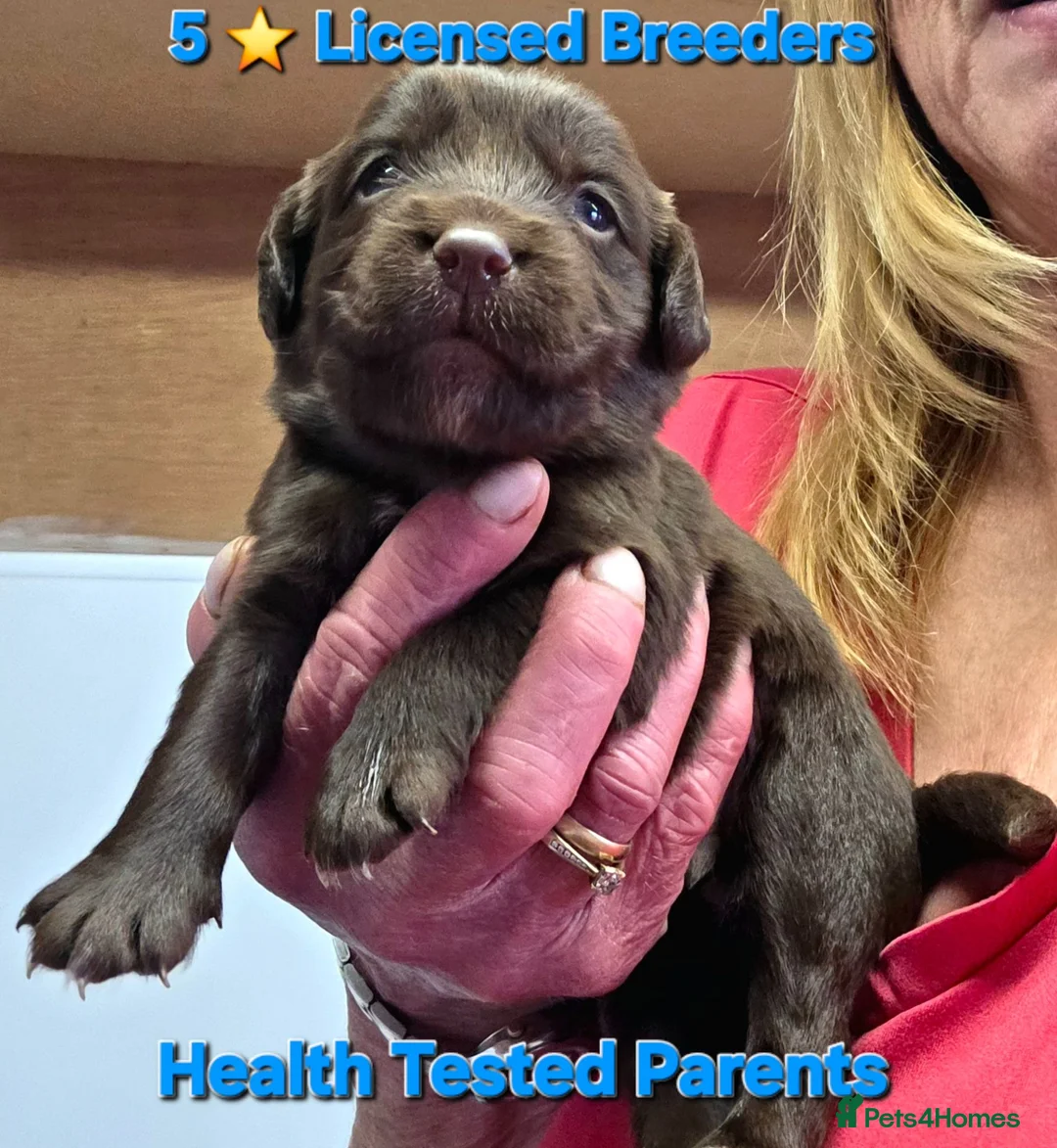 Cockerdor dogs for sale: Gorgeous Cockerdor Puppies  - Advert 1