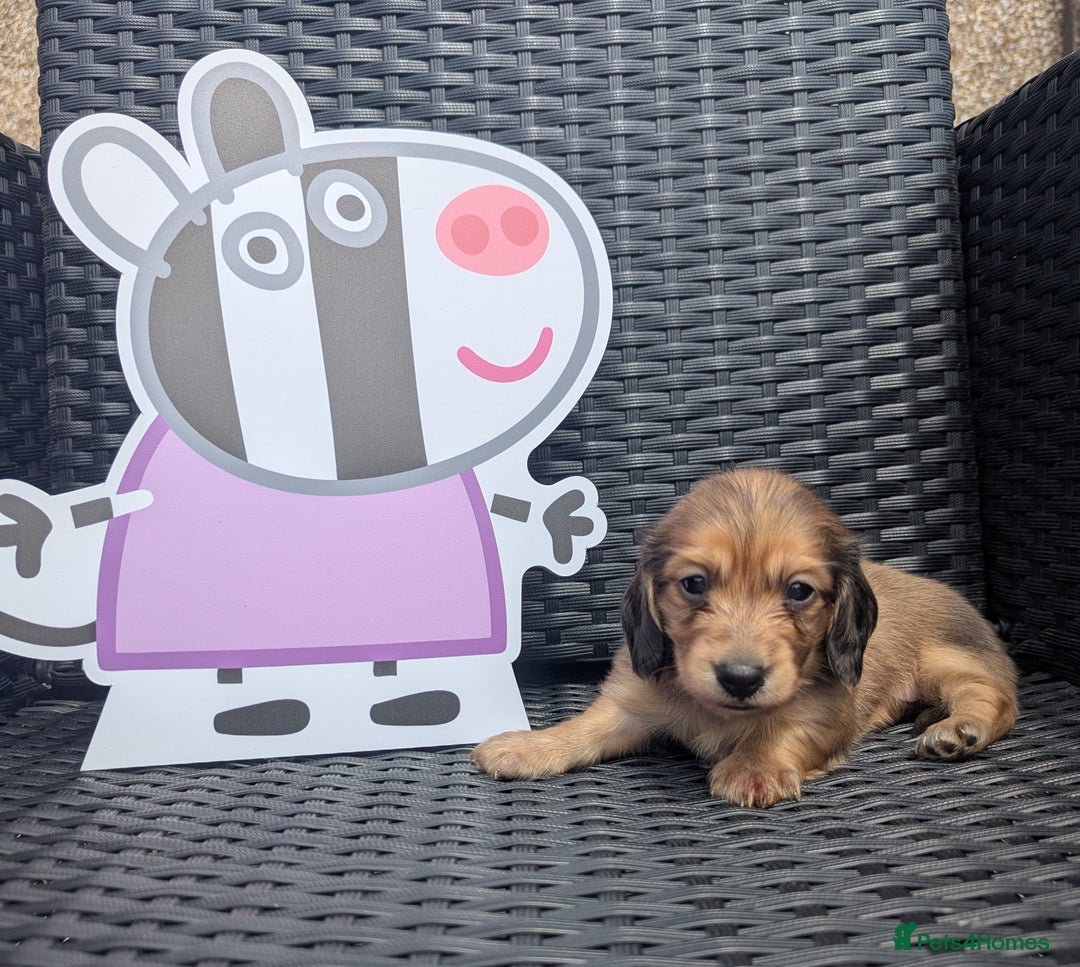 Dachshund dogs for sale: Long haired miniature Dachshunds  - Image 23