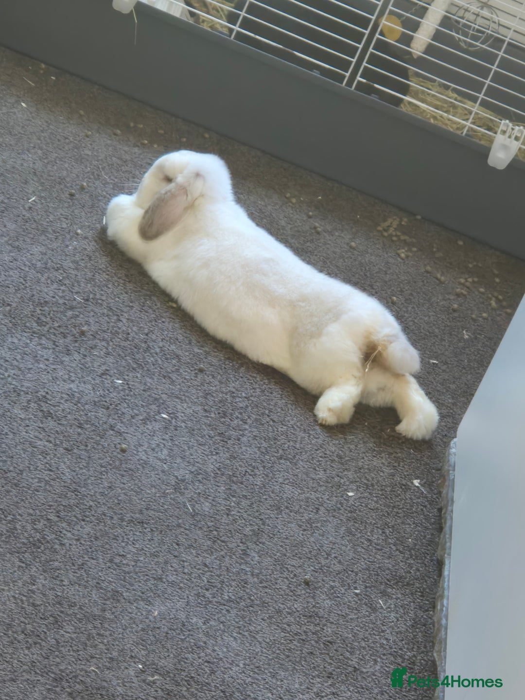 Mini Lop rabbits for sale: Rabbit for adoption - Advert 3