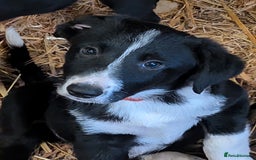 Border Collie dogs for sale: Six border Collie pups  - Image 7