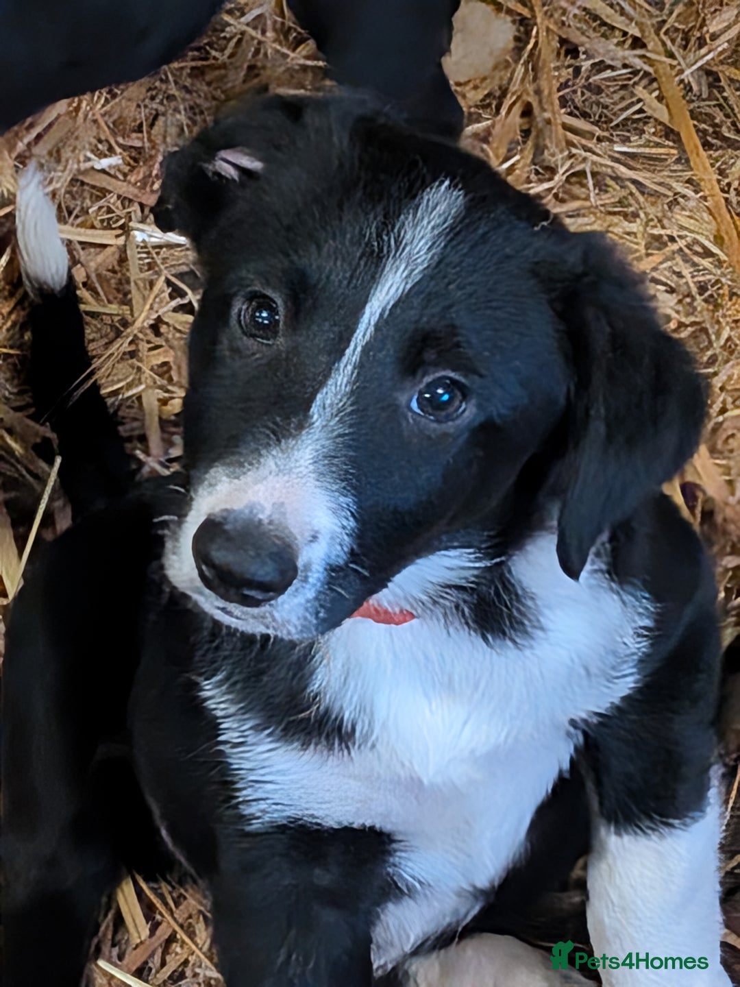 Border Collie dogs for sale: Six border Collie pups  - Image 7